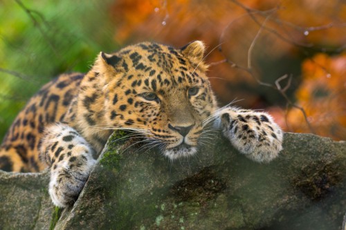 Amurleopard