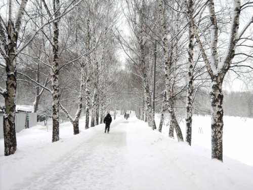 Björkallé i snö